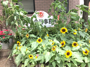 花壇のひまわり